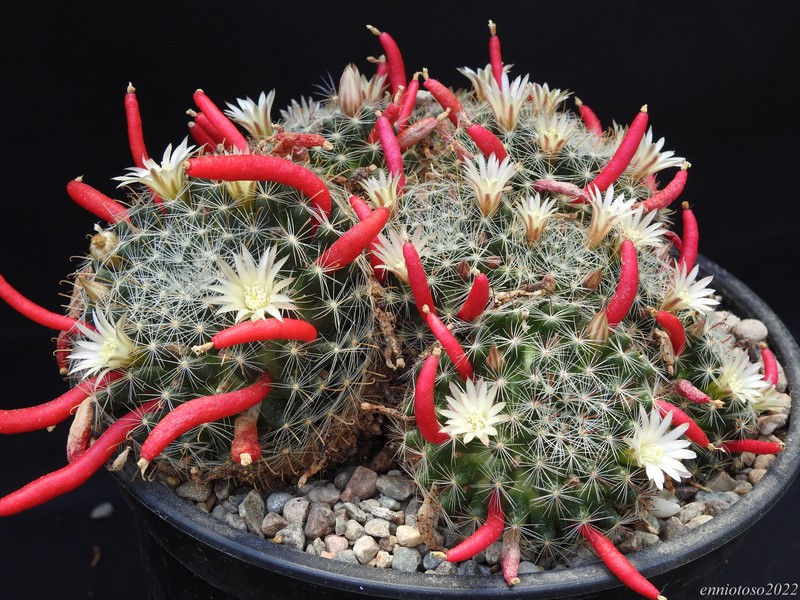 Mammillaria moeller-valdeziana 