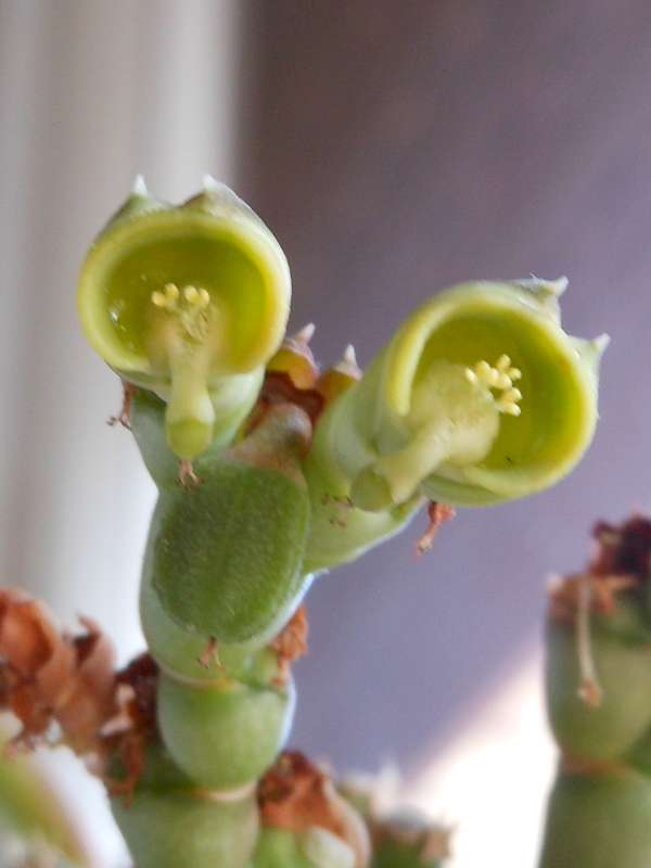 Monadenium reflexum 