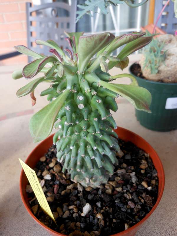 Monadenium reflexum 