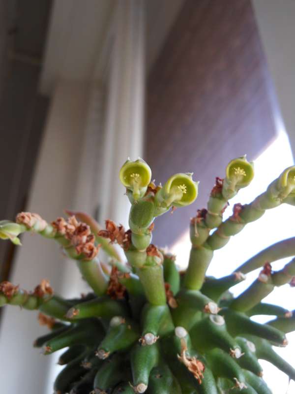 monadenium reflexum