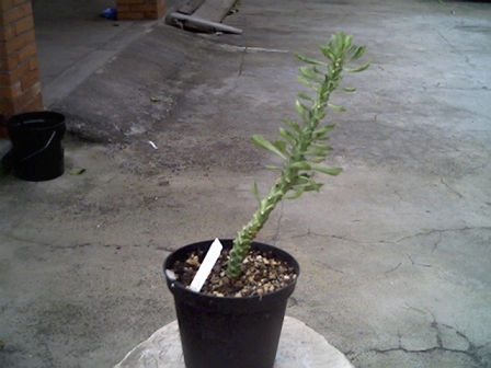 Monadenium ricteri 