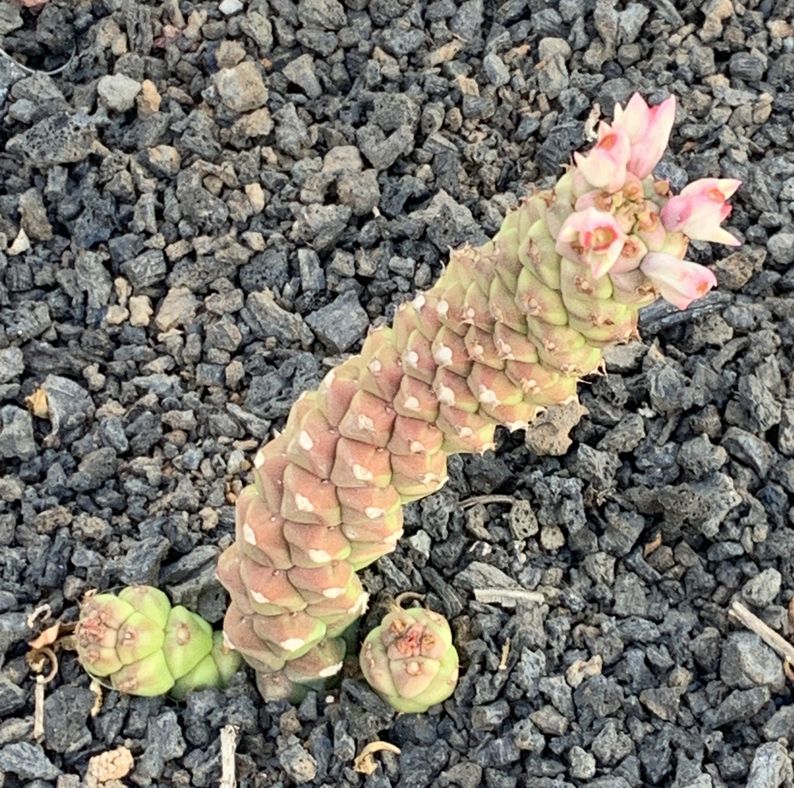 Monadenium ritchiei 