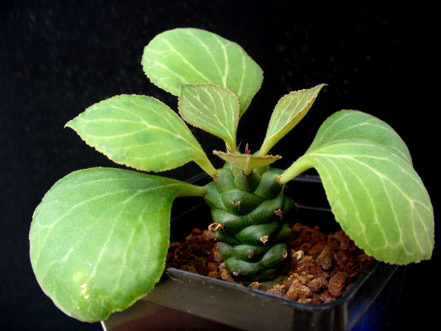 Monadenium ritchiei 