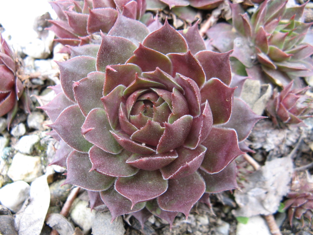 Sempervivum cv. 'Mondstein' 