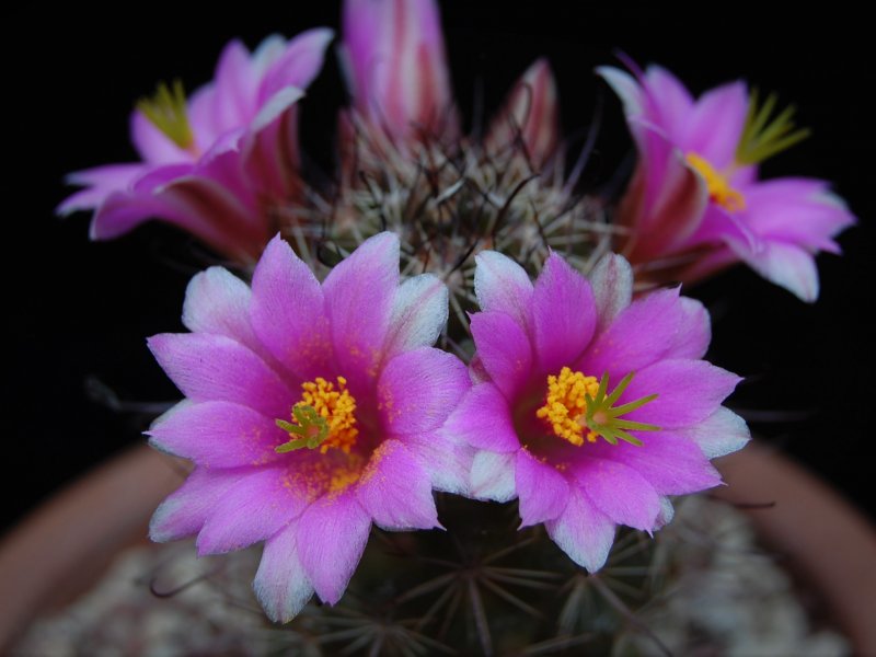 Mammillaria mazatlanensis v. monocentra 