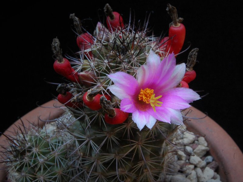 Mammillaria mazatlanensis v. monocentra 