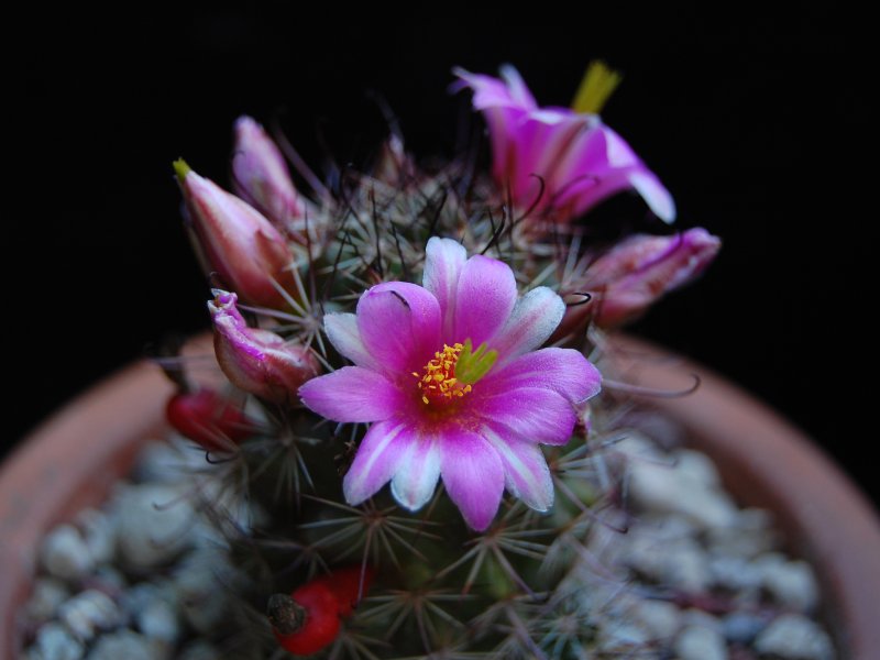 Mammillaria mazatlanensis v. monocentra 