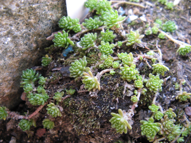 Sedum monregalense 