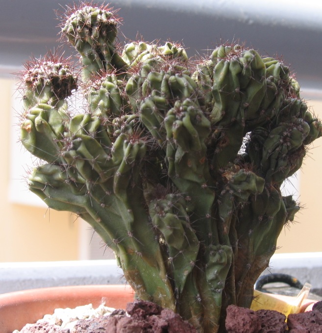 Cereus peruvianus monstruosus 