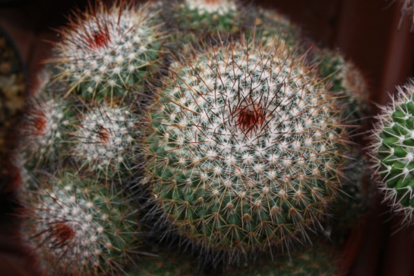 Mammillaria montensis 