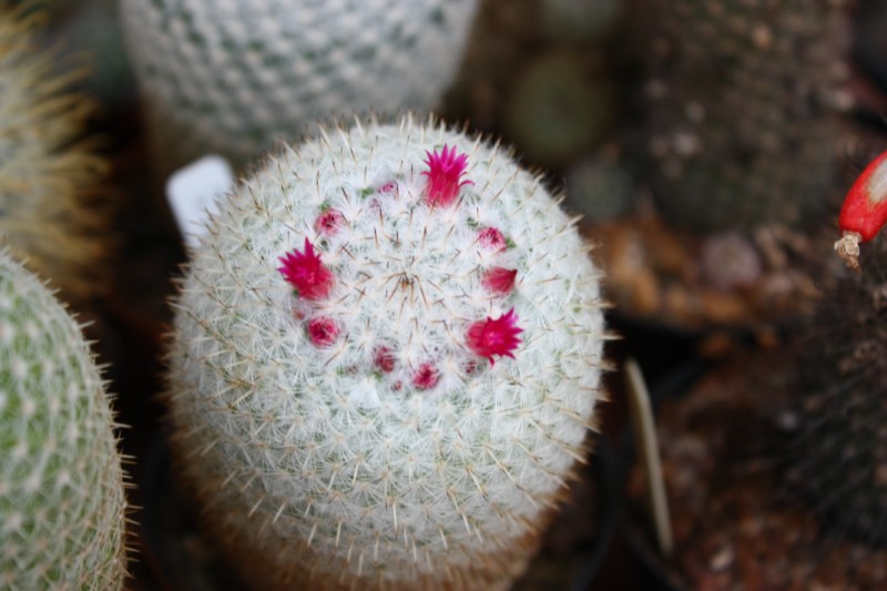 Mammillaria monticola REP 783