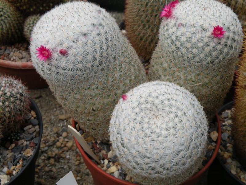 Mammillaria monticola REP 783