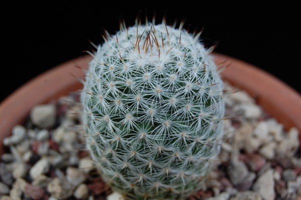 Mammillaria monticola ML 52