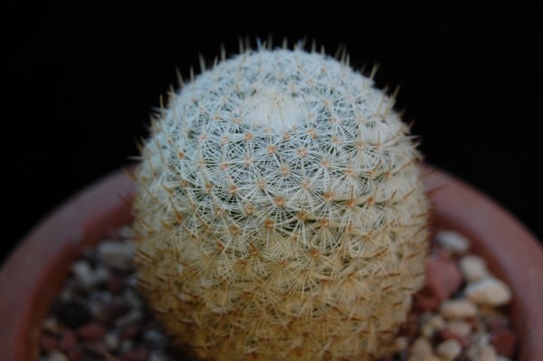 Mammillaria monticola REP 783