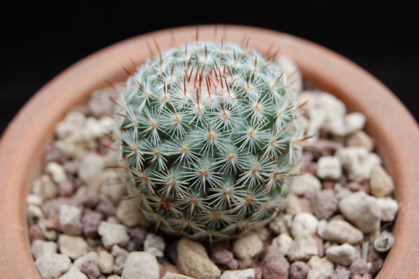 Mammillaria monticola ROG 071