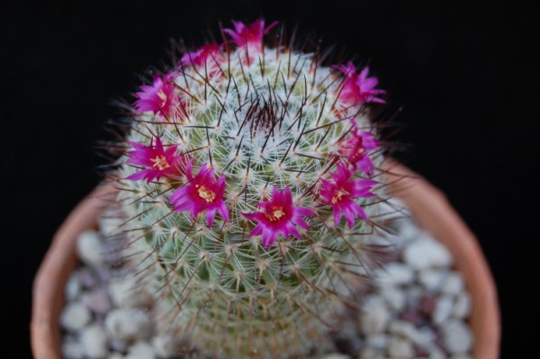 Mammillaria monticola ROG 071