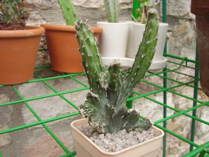 Monvillea Spegazzini monstrosa 