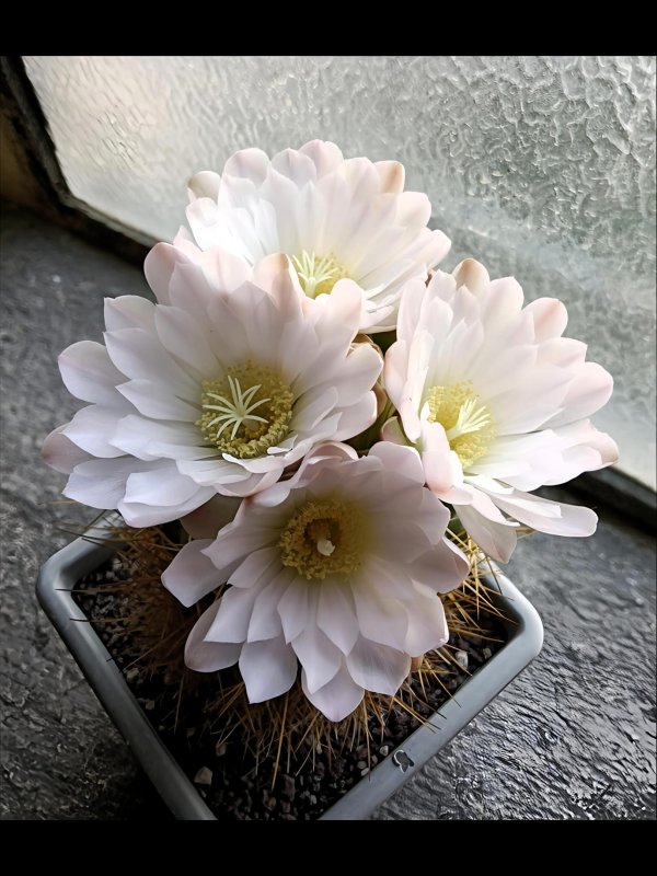 Gymnocalycium monvillei 