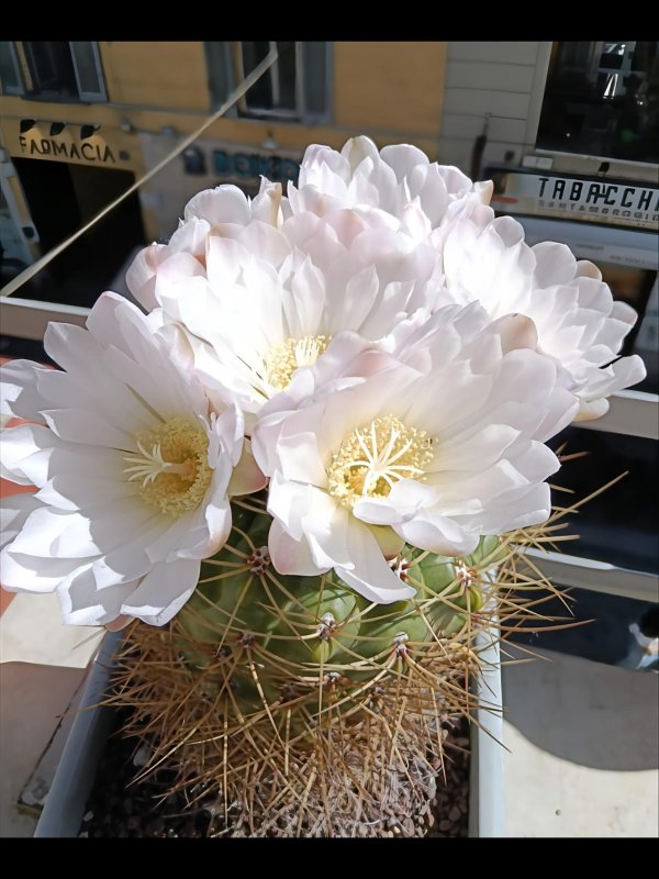 Gymnocalycium monvillei 