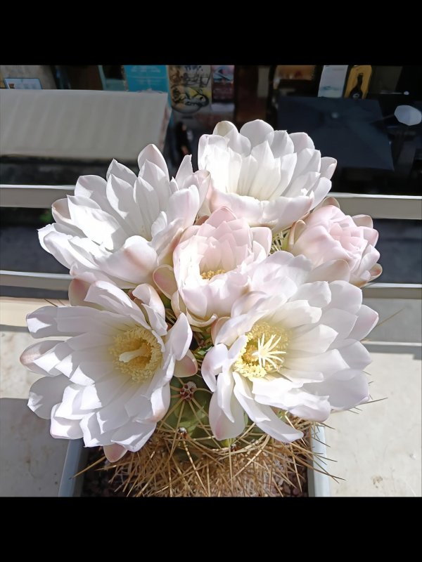Gymnocalycium monvillei 