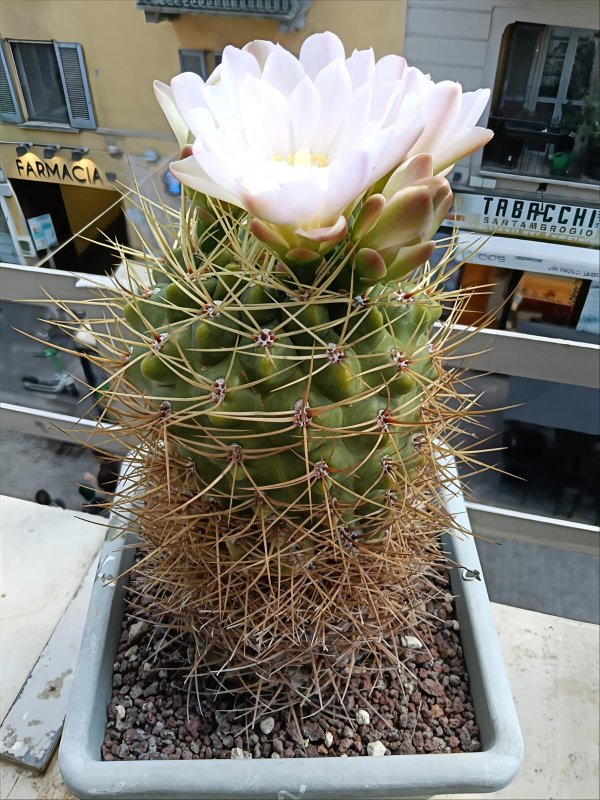 Gymnocalycium monvillei 