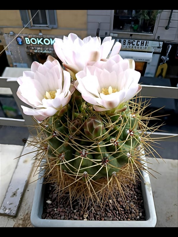 Gymnocalycium monvillei 