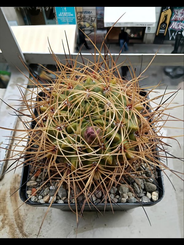 Gymnocalycium monvillei 
