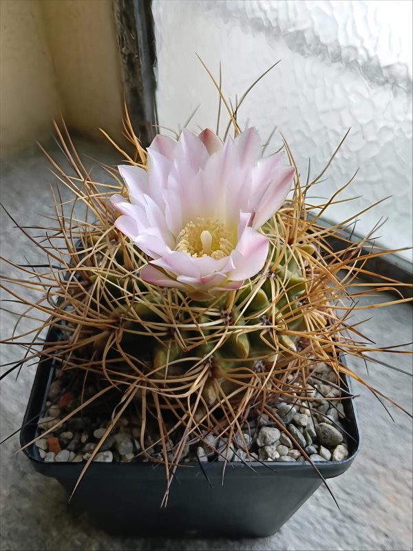Gymnocalycium monvillei 