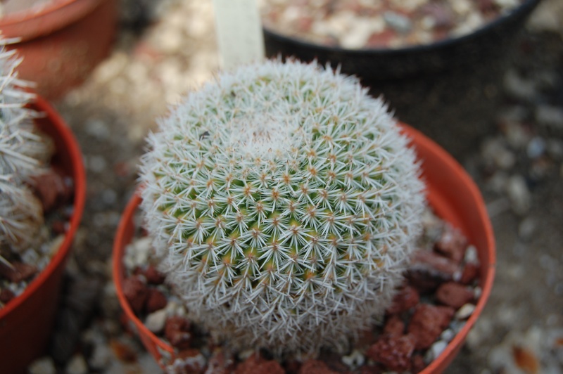 Mammillaria morganiana 