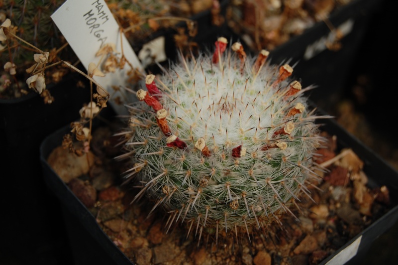 Mammillaria morganiana 