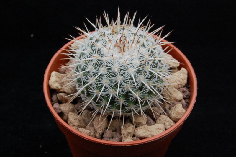 Mammillaria morganiana ROG 769