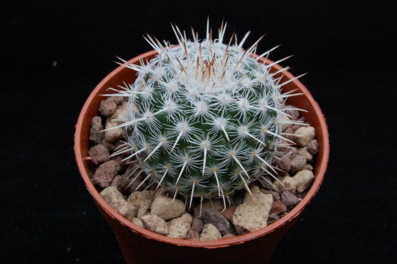 Mammillaria morganiana WTH 862