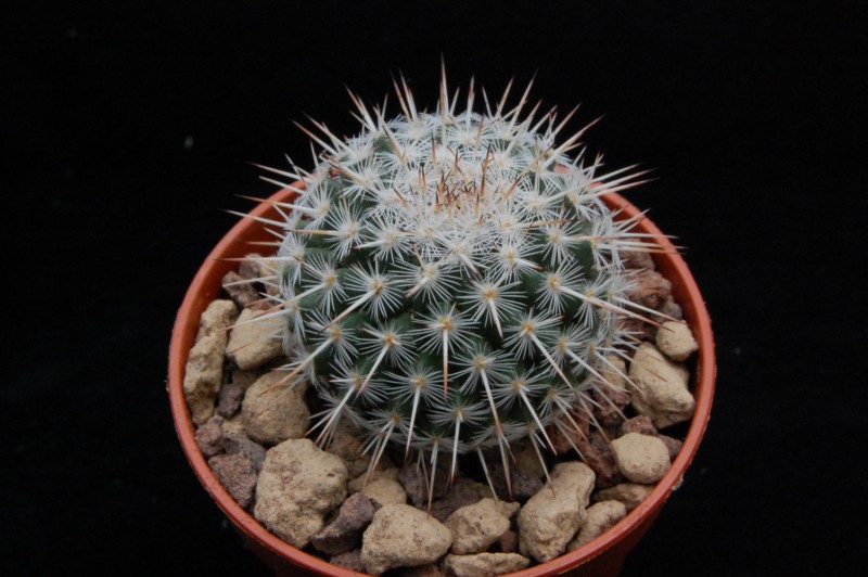 Mammillaria morganiana WTH 862