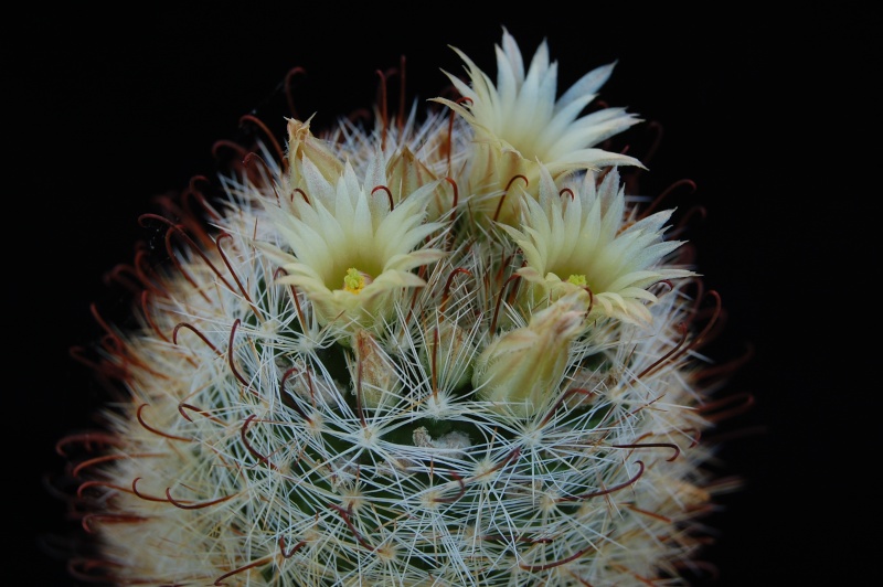 Mammillaria morricalii SB 188