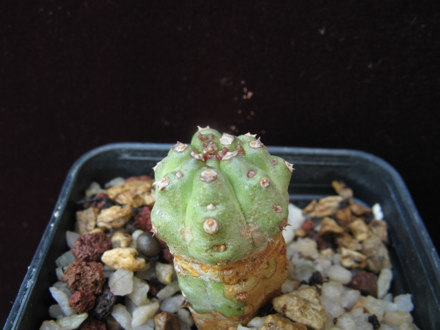 Euphorbia mosaica 