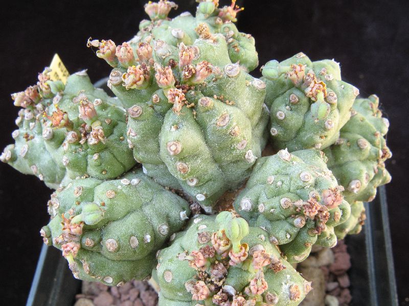 Euphorbia mosaica 