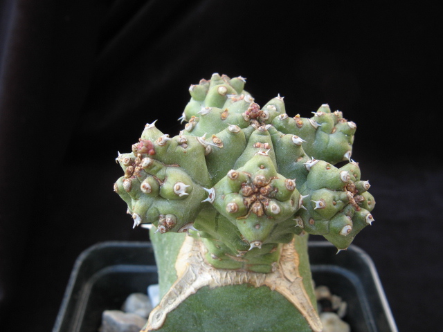 Euphorbia mosaica 