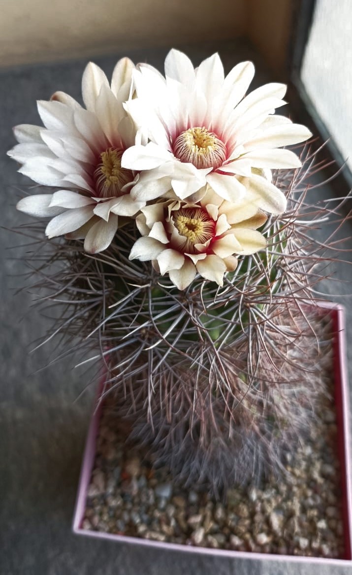 Gymnocalycium mostii 