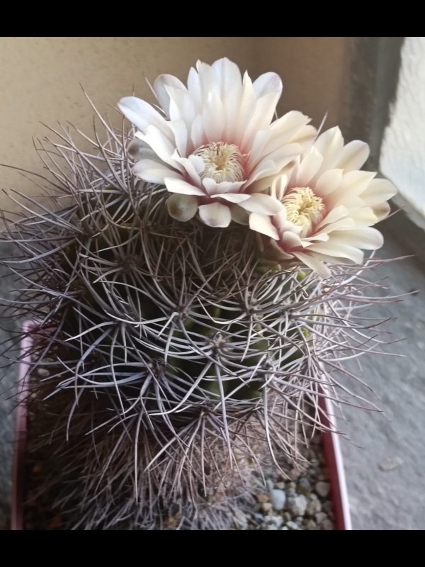 Gymnocalycium mostii 