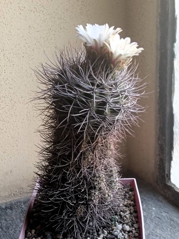 Gymnocalycium mostii 