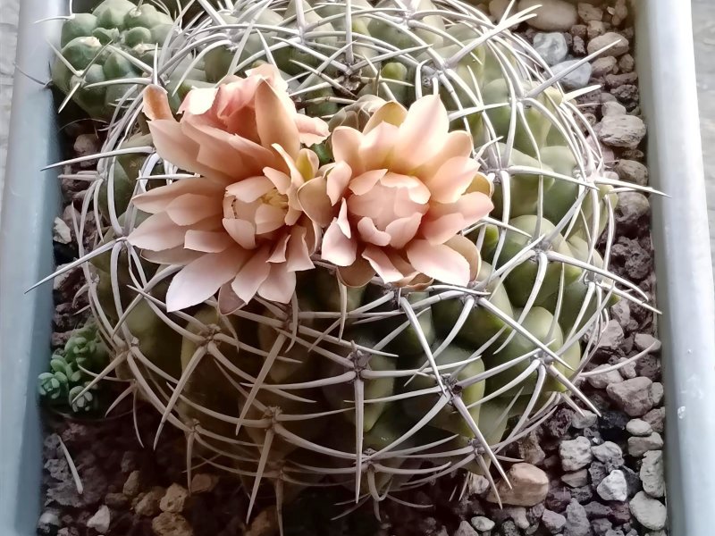 Gymnocalycium mostii v. kurtzianum 