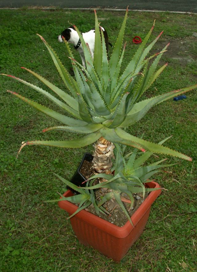 Aloe arborescens 