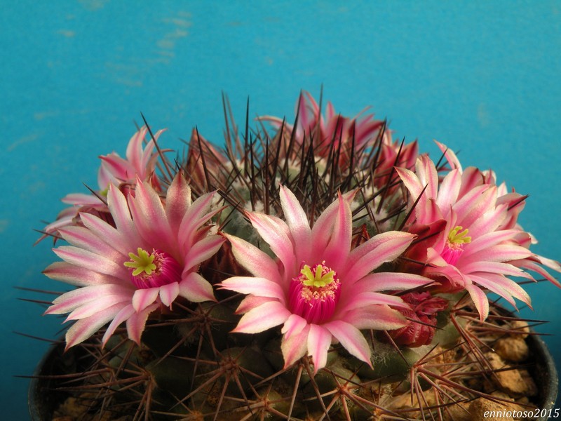 Mammillaria movensis 