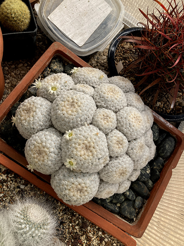 Mammillaria plumosa 