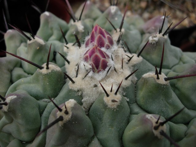 thelocactus rinconensis v. phymatothelos