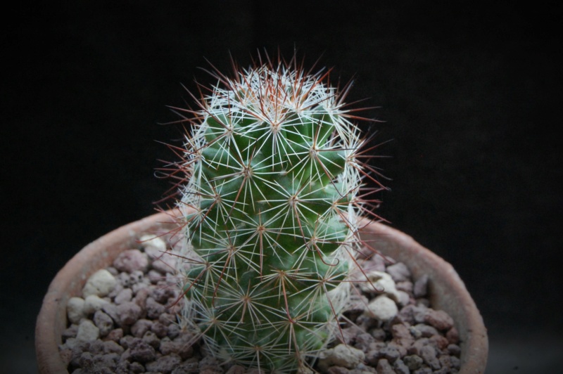 Mammillaria mazatlanensis MS 15-291