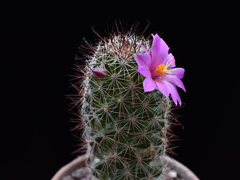 Mammillaria mazatlanensis MS 15-291