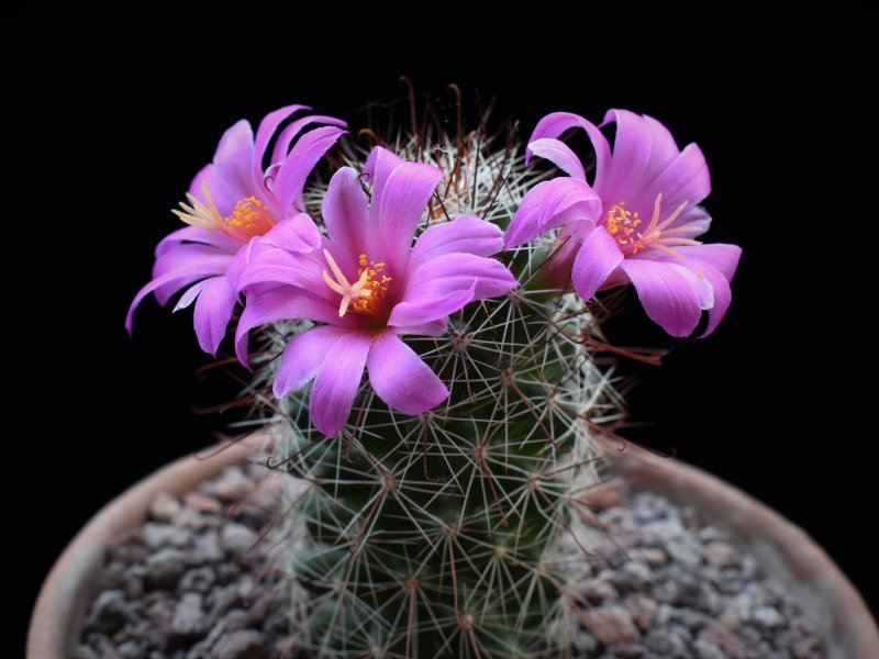 Mammillaria mazatlanensis MS 15-291