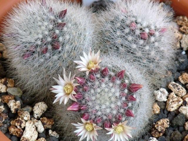 Mammillaria schwarzii 