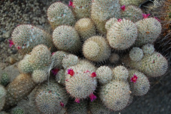 Mammillaria meissneri 